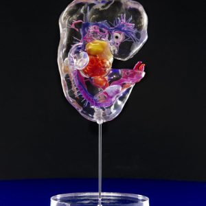 CS 16 Vascular