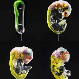 Complete set Nervous System