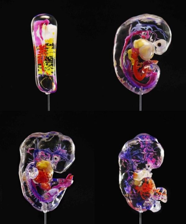 Complete set Vascular - 3D Embryo Prints